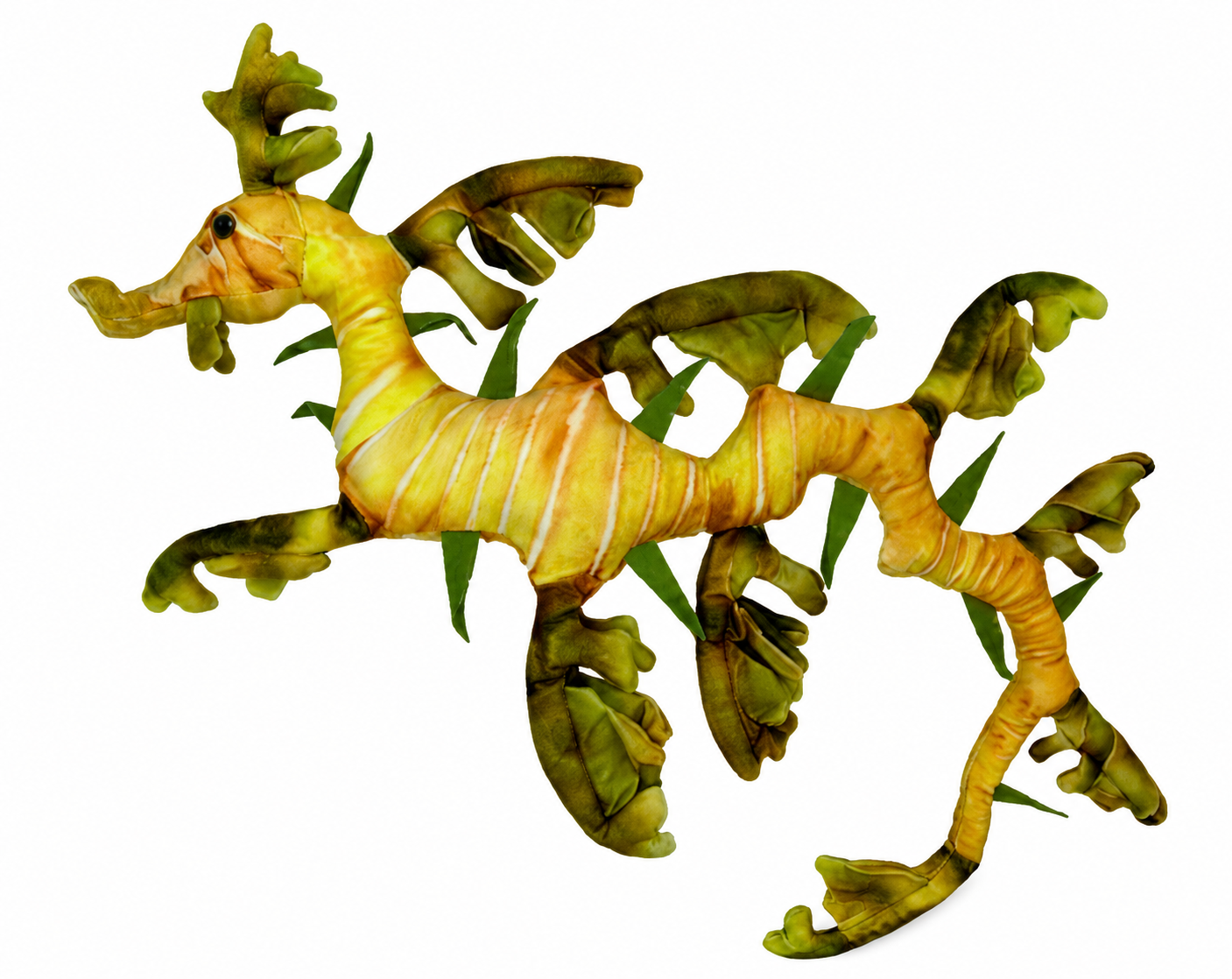 Lilly the Leafy Sea Dragon