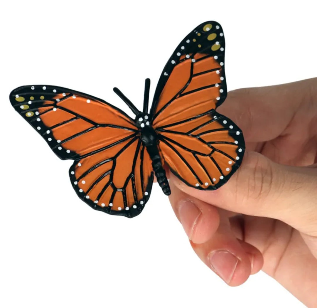 Life Cycle of a Butterfly (Monarch)