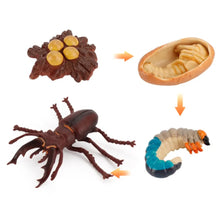 Load image into Gallery viewer, Stag Beetle Life Cycle Kit. Life cycle of Stage Beetle growth 4 stages.
