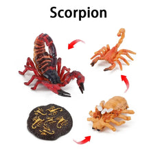 Load image into Gallery viewer, Scorpion Life Cycle Kit. Life cycle of Scorpions growth 4 stages.
