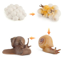 Load image into Gallery viewer, Snail Growth Life Cycle Kit