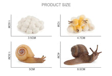 Load image into Gallery viewer, Snail Growth Life Cycle Kit