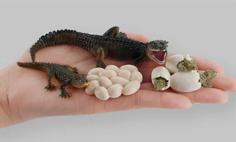 Crocodile Life Cycle Kit