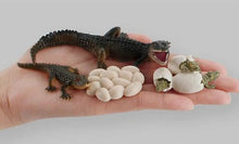 Load image into Gallery viewer, Crocodile Life Cycle Kit