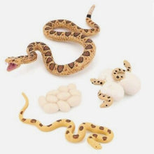 Load image into Gallery viewer, Snake Life Cycle Kit