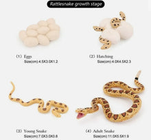 Load image into Gallery viewer, Snake Life Cycle Kit
