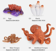 Load image into Gallery viewer, Octopus Life Cycle Kit