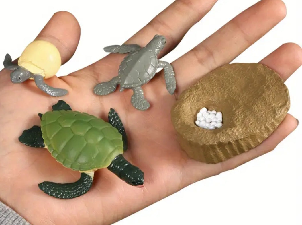 Sea Turtle Life Cycle Kit