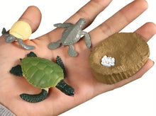 Load image into Gallery viewer, Sea Turtle Life Cycle Kit