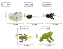 Load image into Gallery viewer, Frog Life Cycle Kit