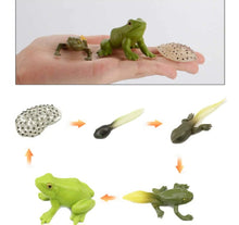 Load image into Gallery viewer, Frog Life Cycle Kit