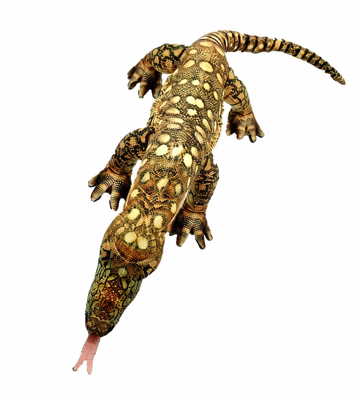 Greg the Goanna