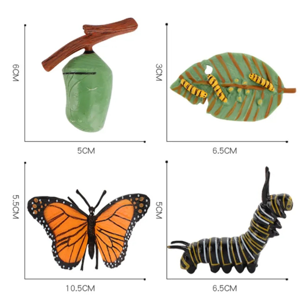 Life Cycle of a Butterfly (Monarch)