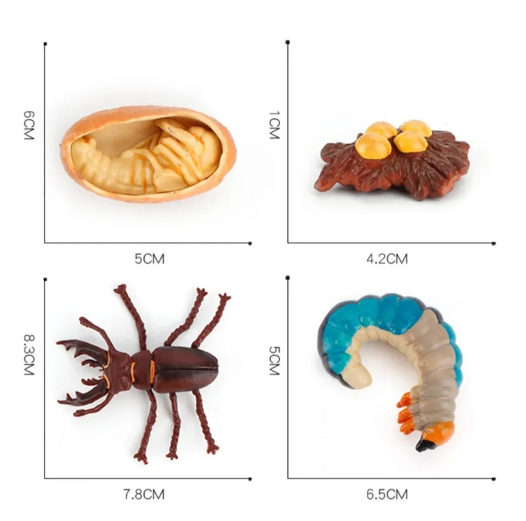 Stag Beetle Life Cycle Kit. Life cycle of Stage Beetle growth 4 stages.
