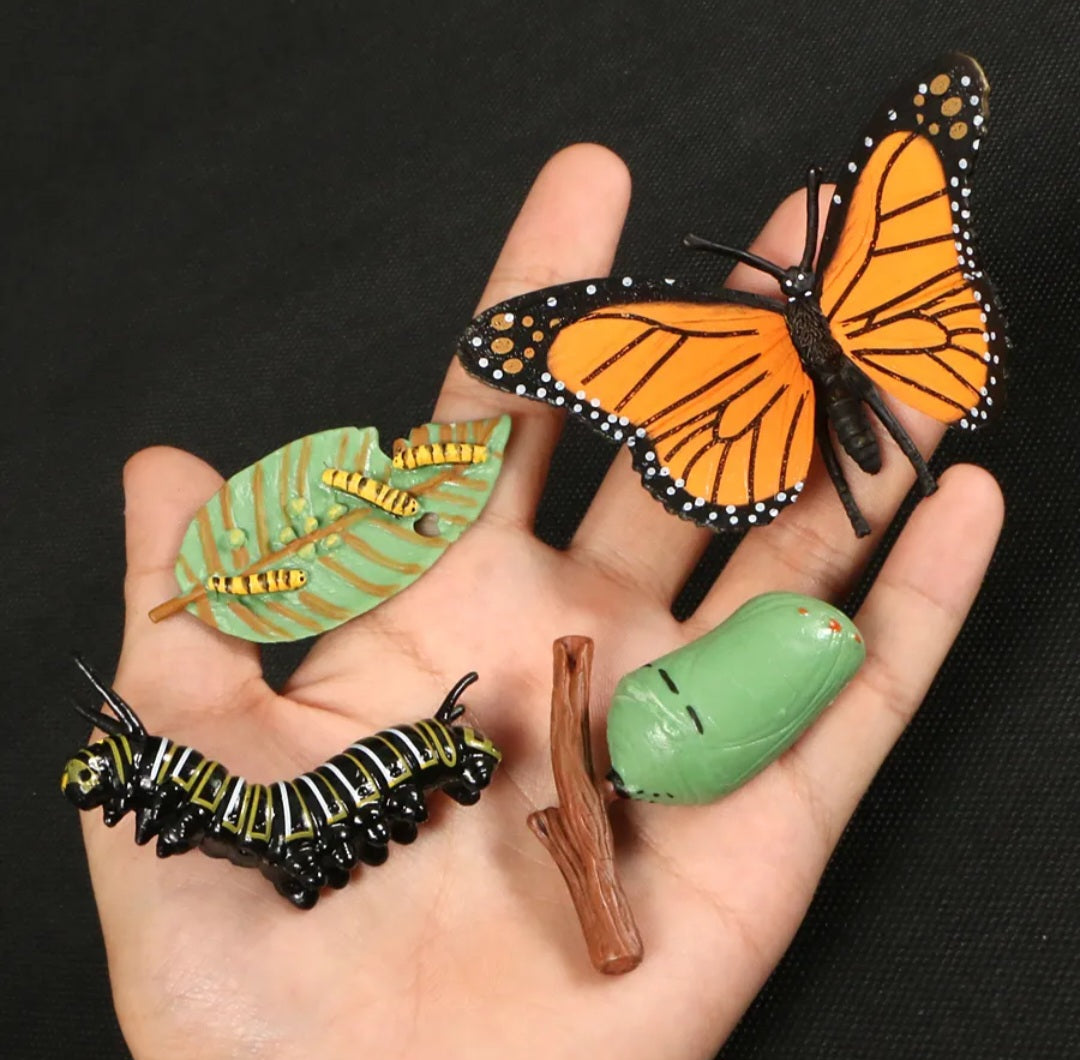 Life Cycle of a Butterfly (Monarch)