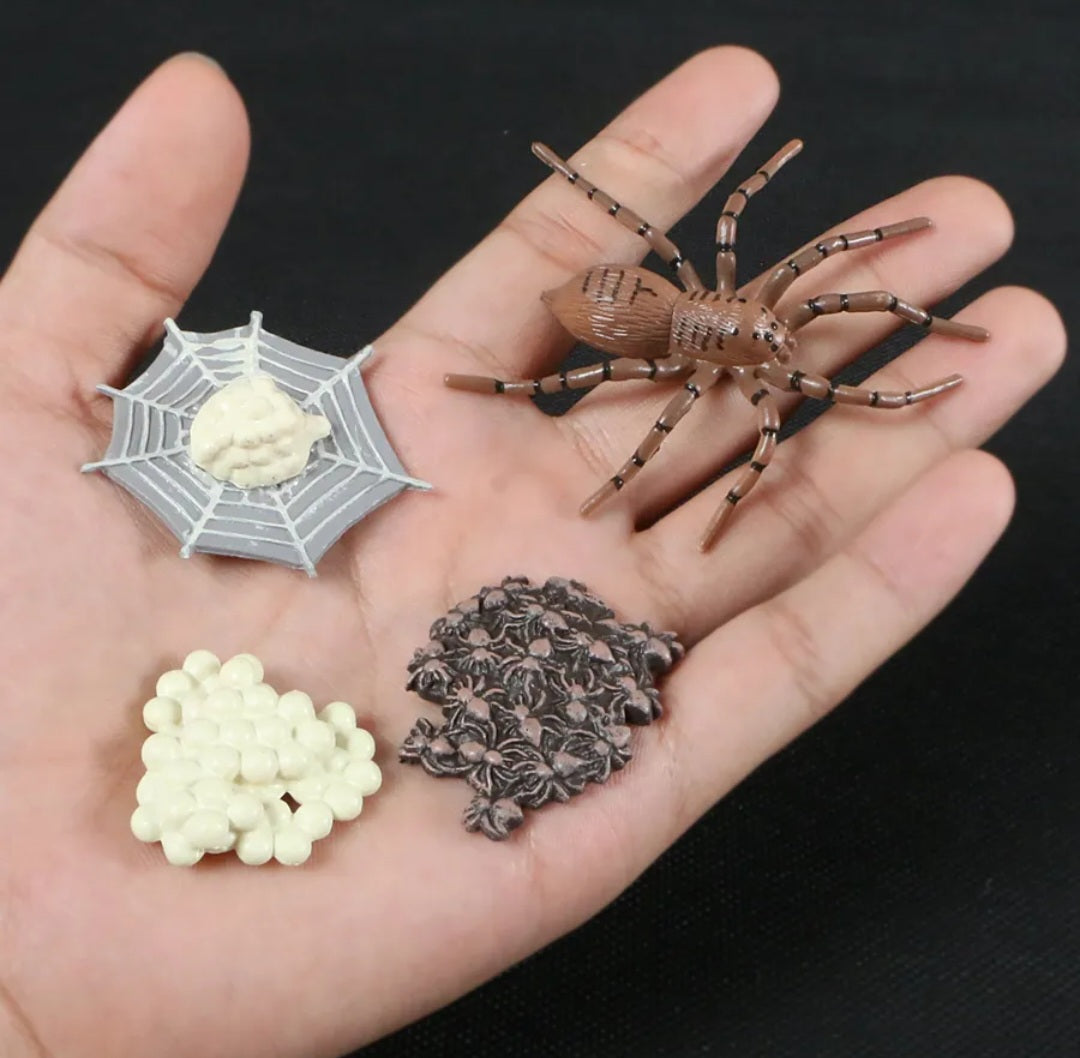 Spider life cycle kit, life cycle of spider growth 4 stages.