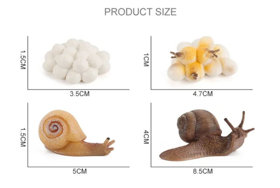 Snail Growth Life Cycle Kit