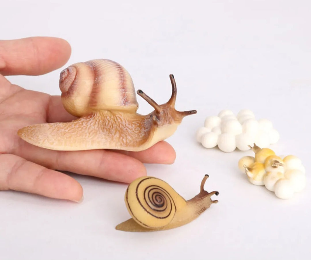 Snail Growth Life Cycle Kit
