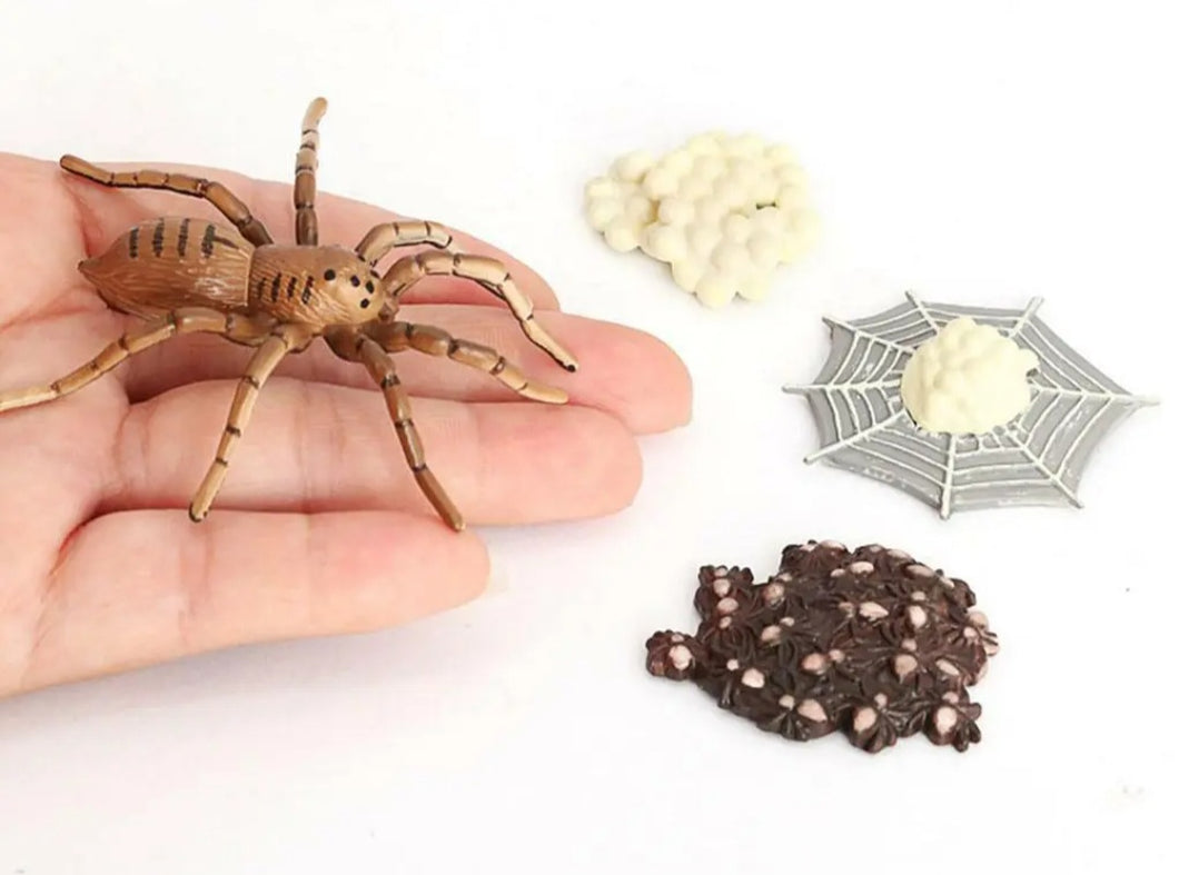 Spider life cycle kit, life cycle of spider growth 4 stages.