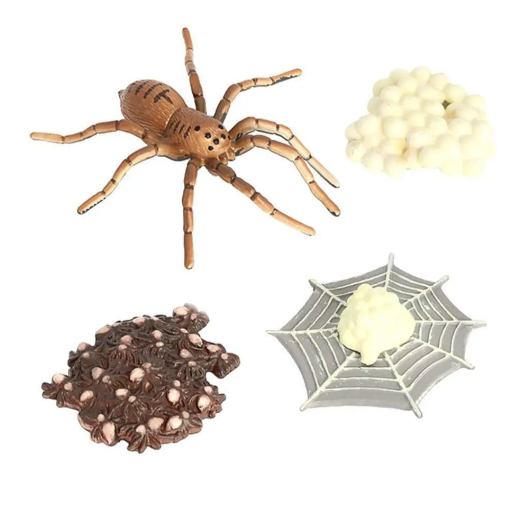 Spider life cycle kit, life cycle of spider growth 4 stages.
