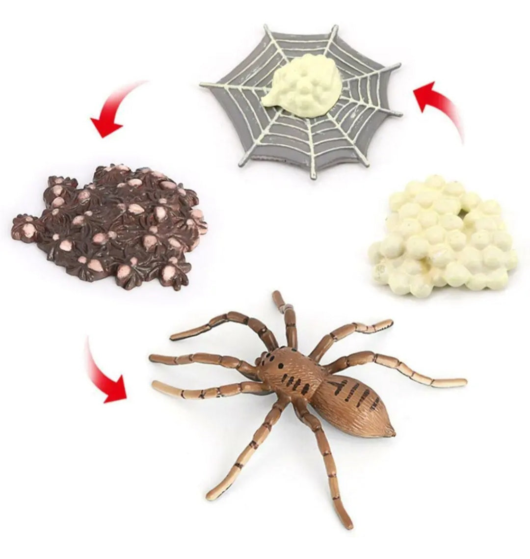 Spider life cycle kit, life cycle of spider growth 4 stages.