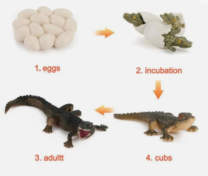 Crocodile Life Cycle Kit