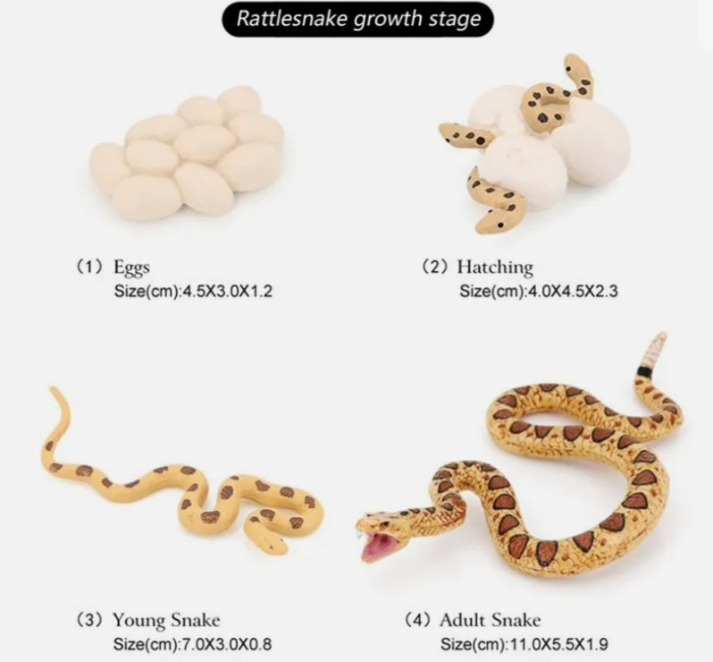 Snake Life Cycle Kit