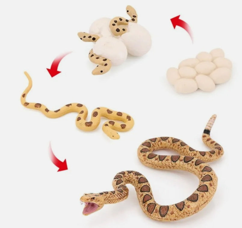 Snake Life Cycle Kit