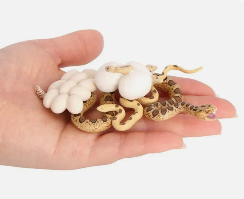 Snake Life Cycle Kit