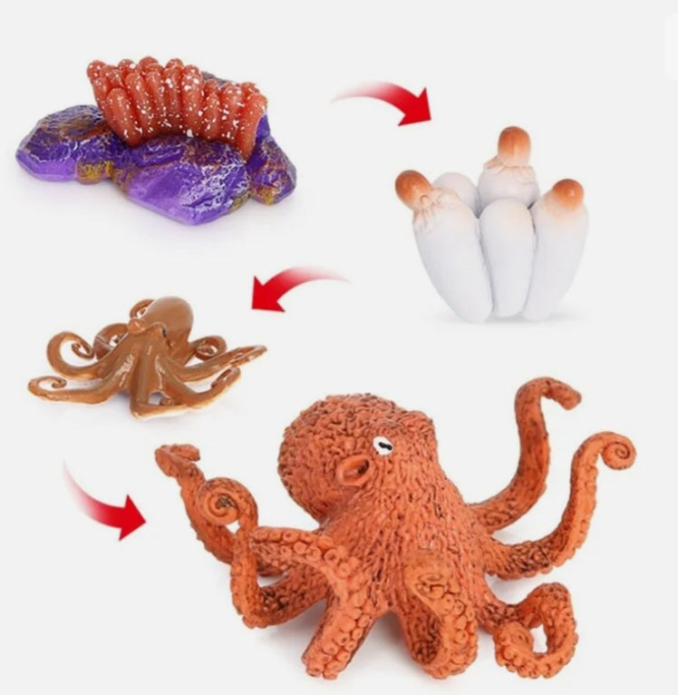 Octopus Life Cycle Kit