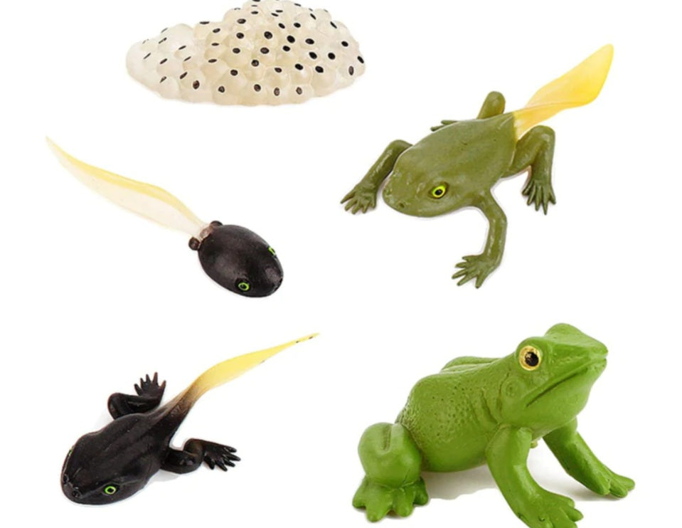 Frog Life Cycle Kit