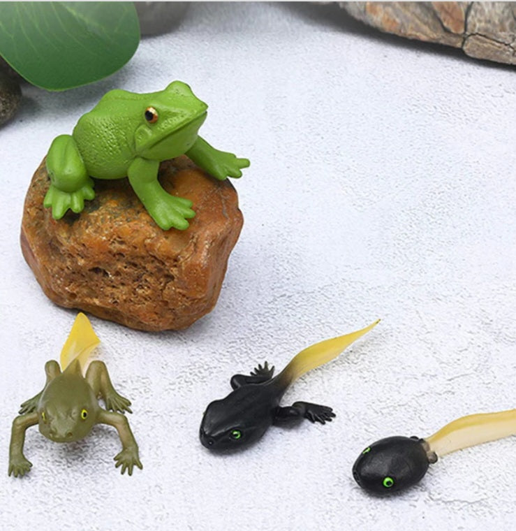 Frog Life Cycle Kit