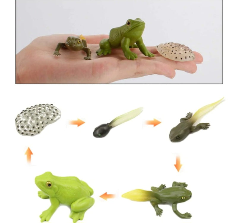 Frog Life Cycle Kit