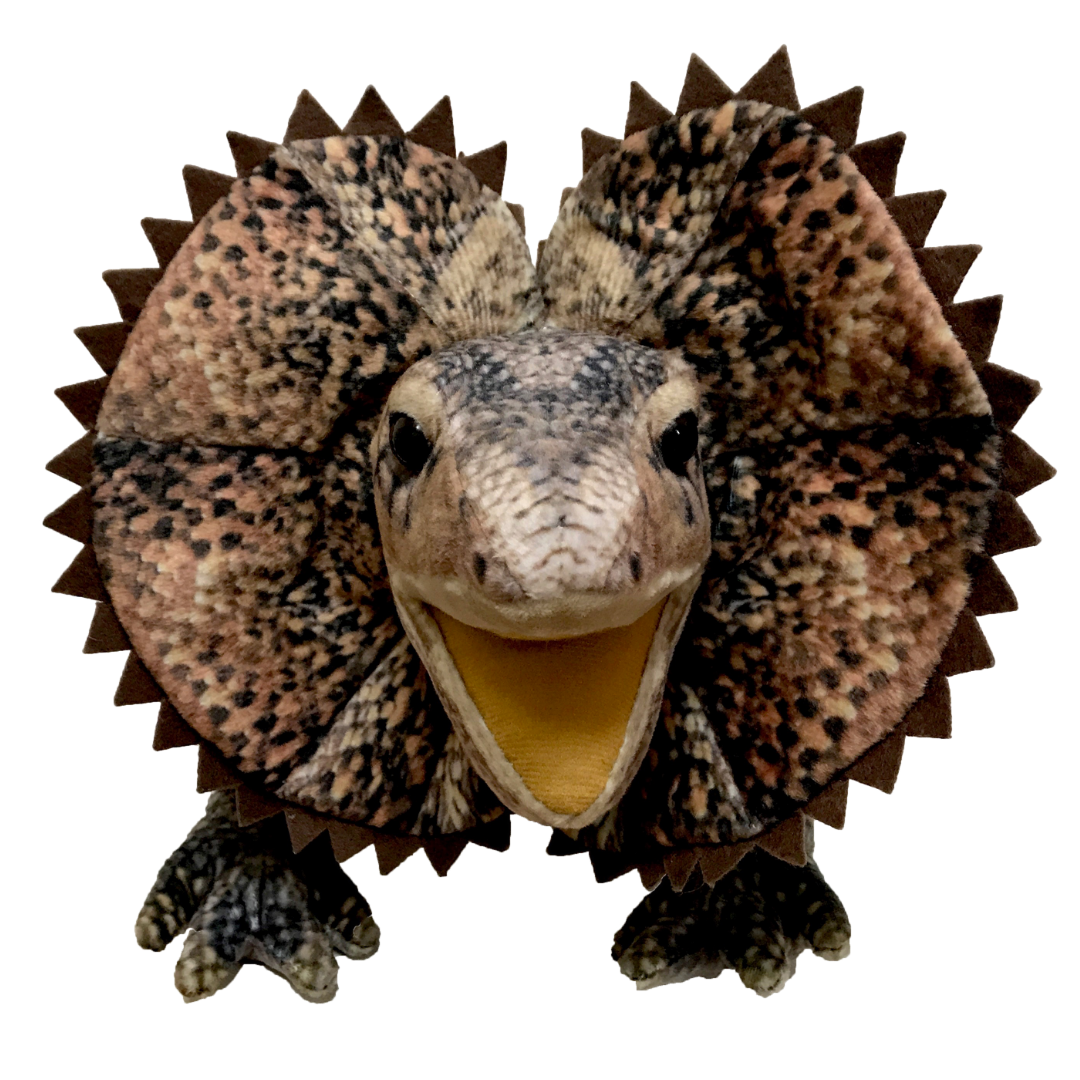 Norbert the Frilled Neck Lizard