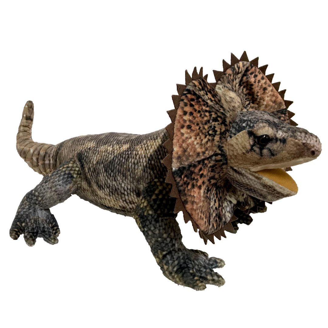 Norbert the Frilled Neck Lizard